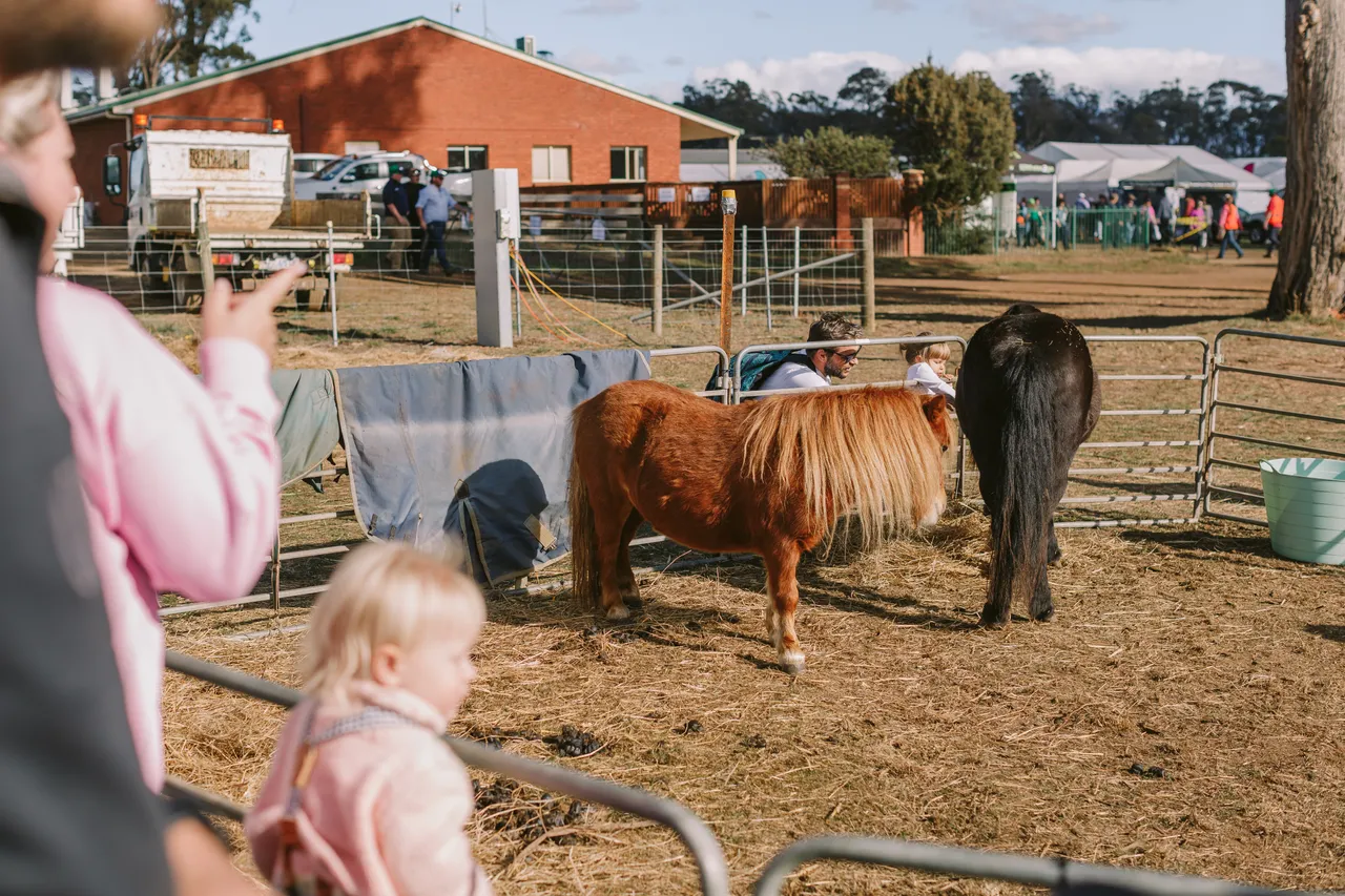 Miniature Horses at Agfest