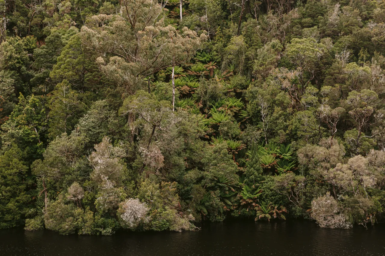 Rainforest on the Gordon River