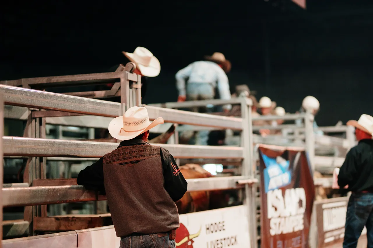 Bull Rider at the Island Stampede Rodeo