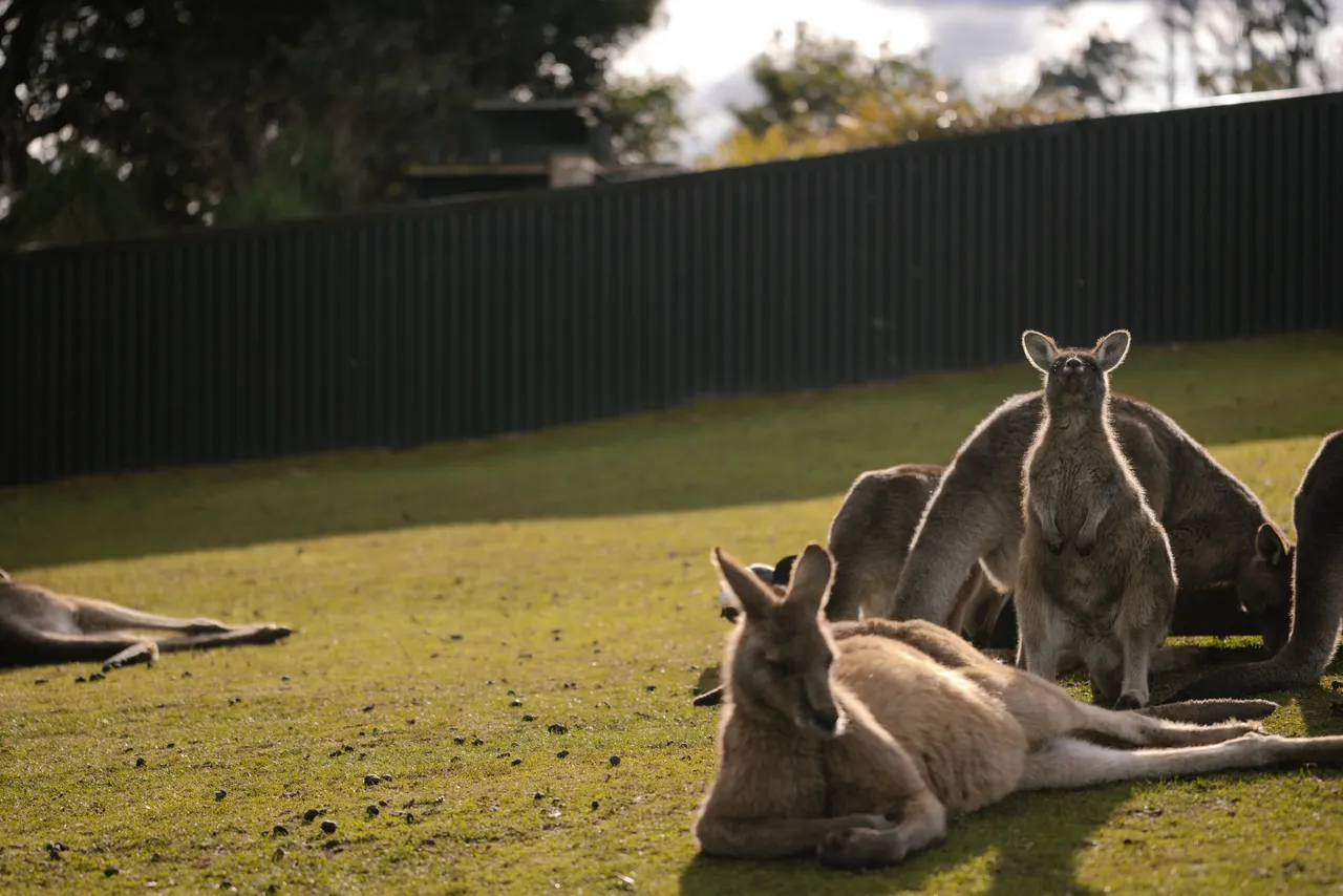 Eastern Grey Kangaroos