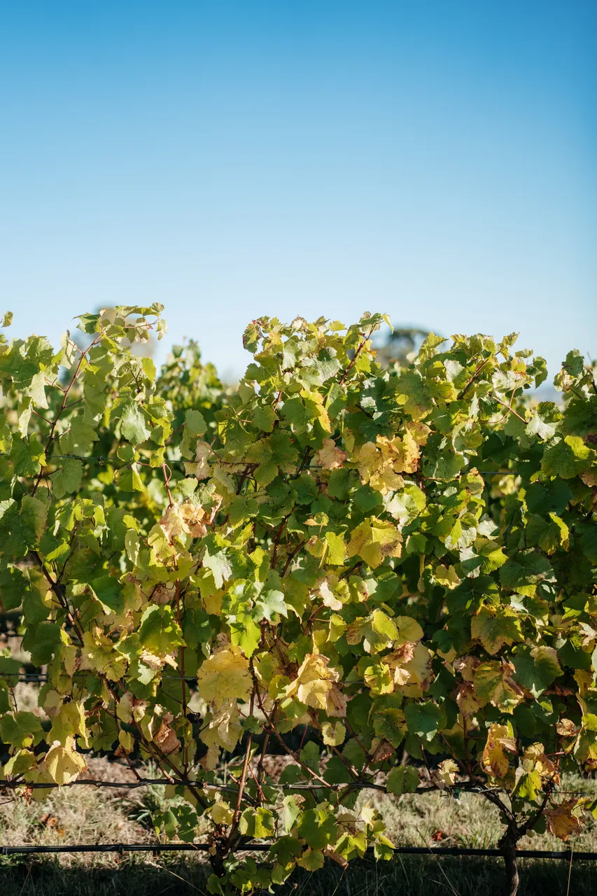 Grapevine at Utzinger Wines