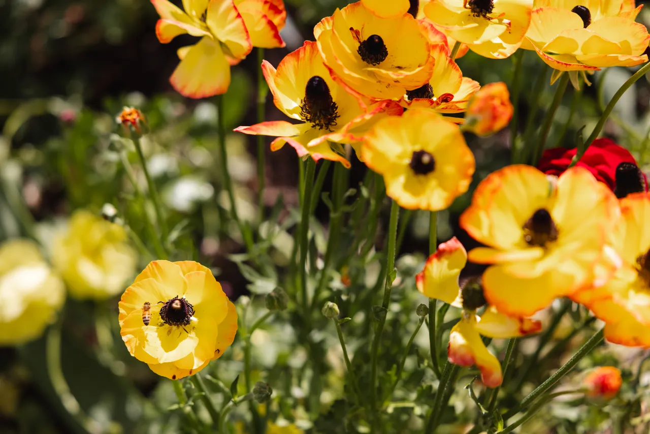 Spring Flowers in Bloom