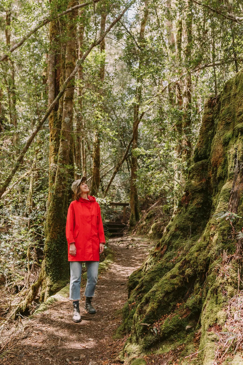 Frenchmans Cap Track