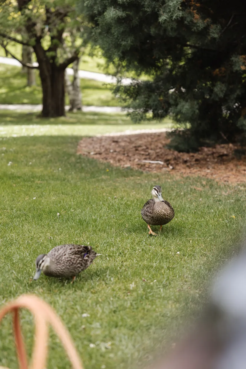 Ducks at the Royal Tasmanian Botanical Gardens