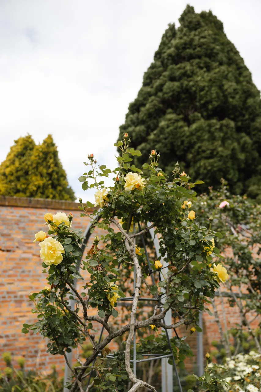 Yellow Flowers in Bloom