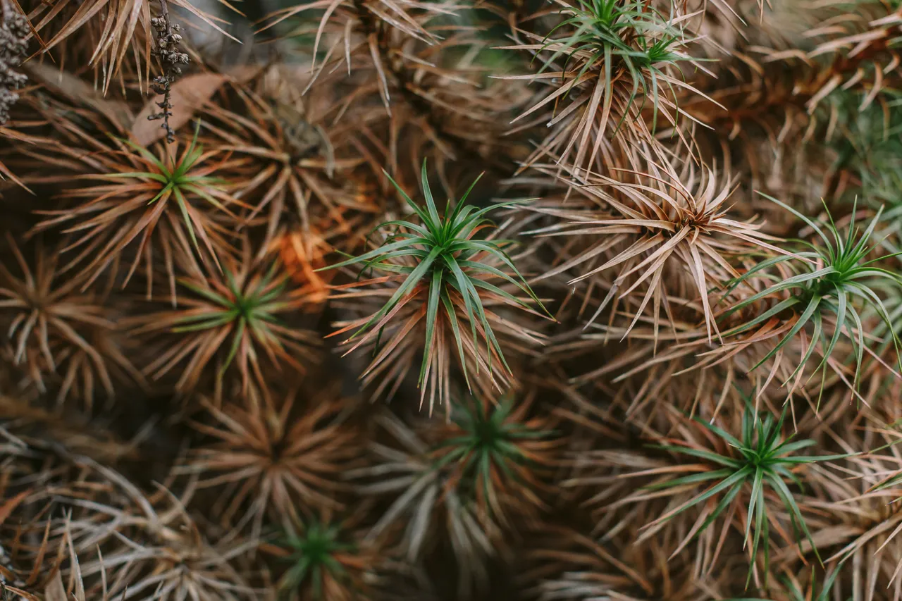 Mount Field Foliage 