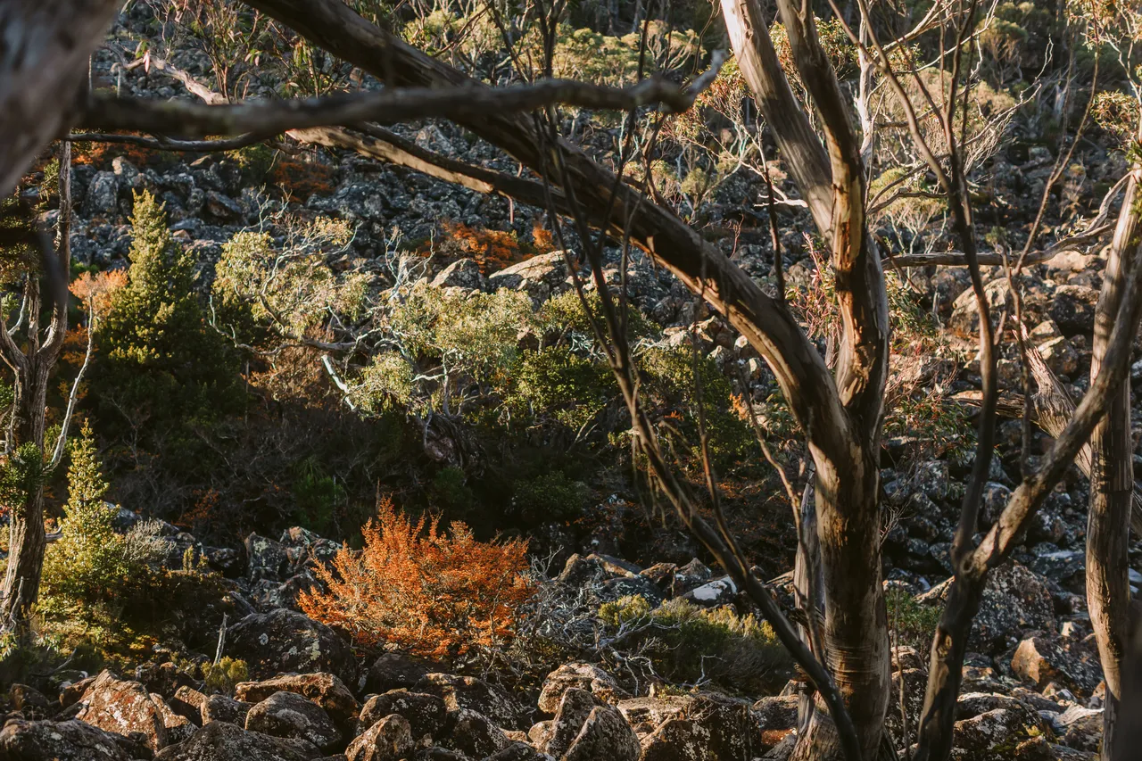 Fagus and Rocks at Mt Field National Park