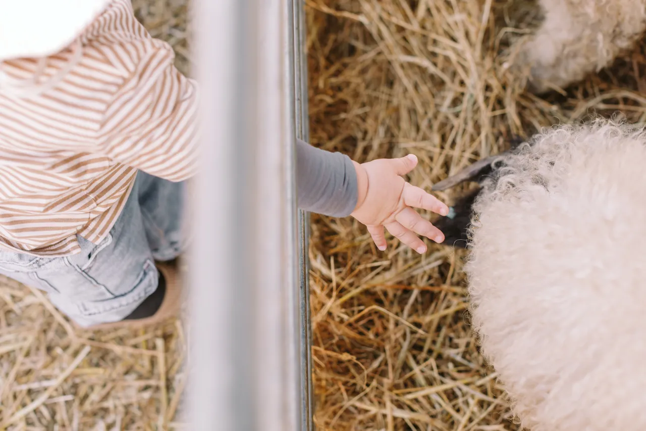 Patting Sheep