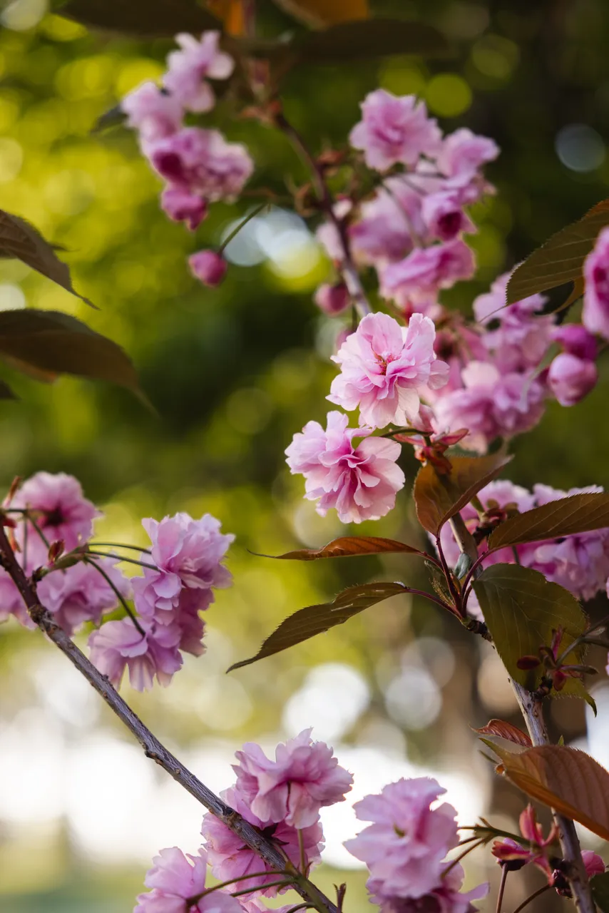 Pink Flowers in Spring