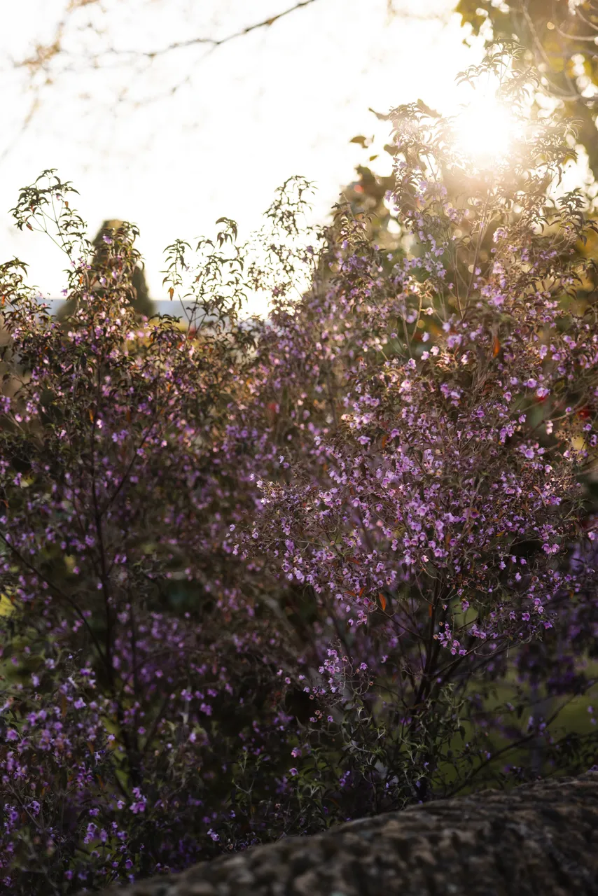 Purple Flowers in Spring