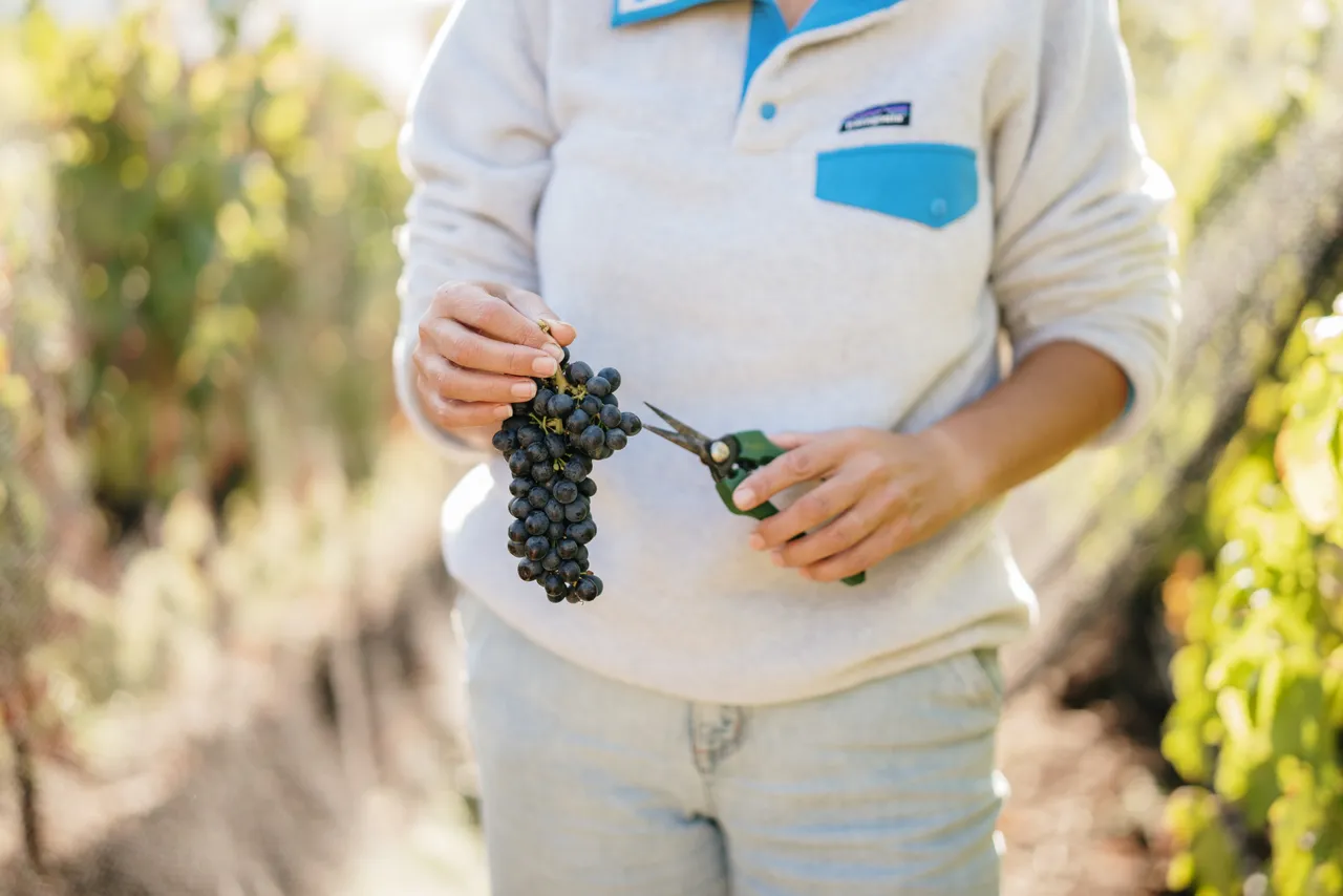 Harvesting Grapes at Utzinger Wines