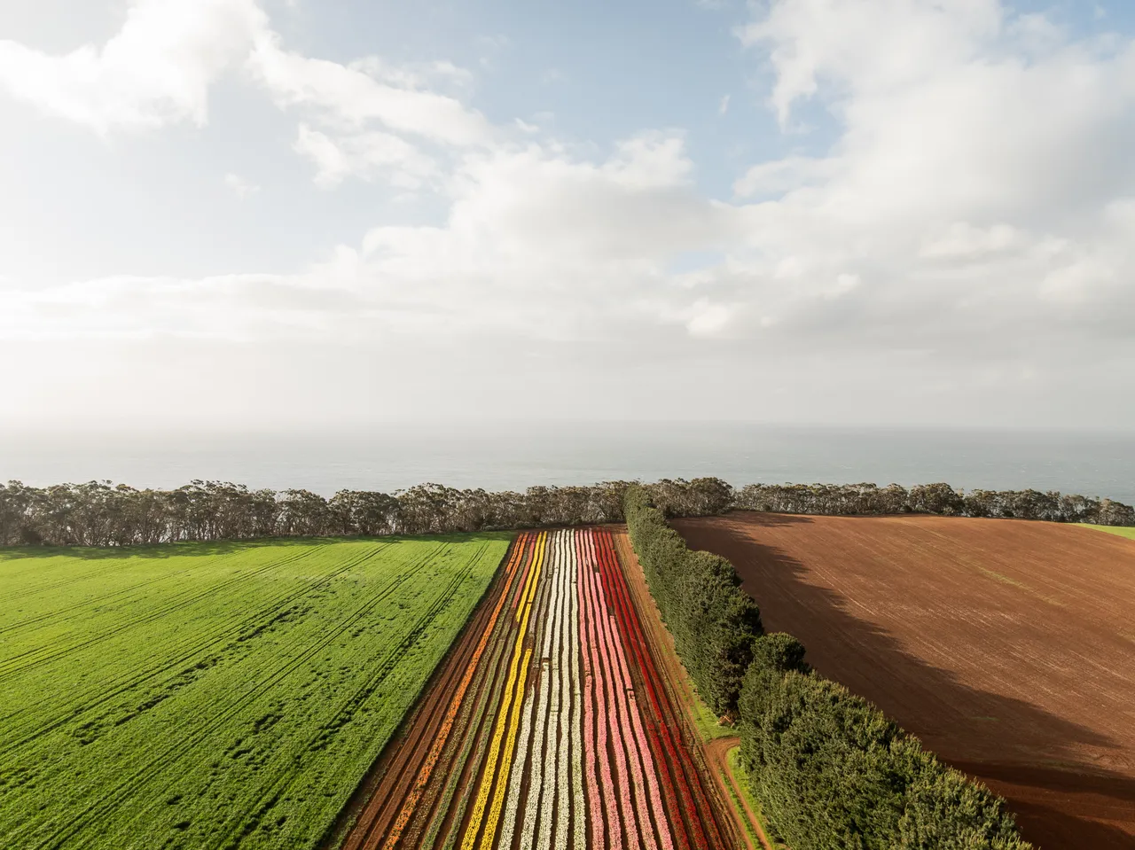Table Cape Tulip Farm