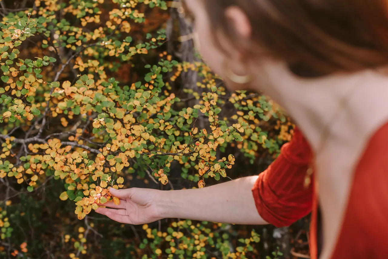 Person Looking at Fagus