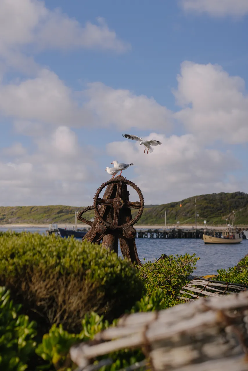 Seagulls at Currie Harbour