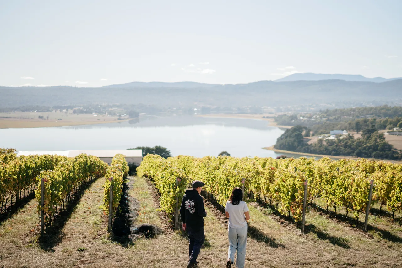 Vineyard at Utzinger Wines