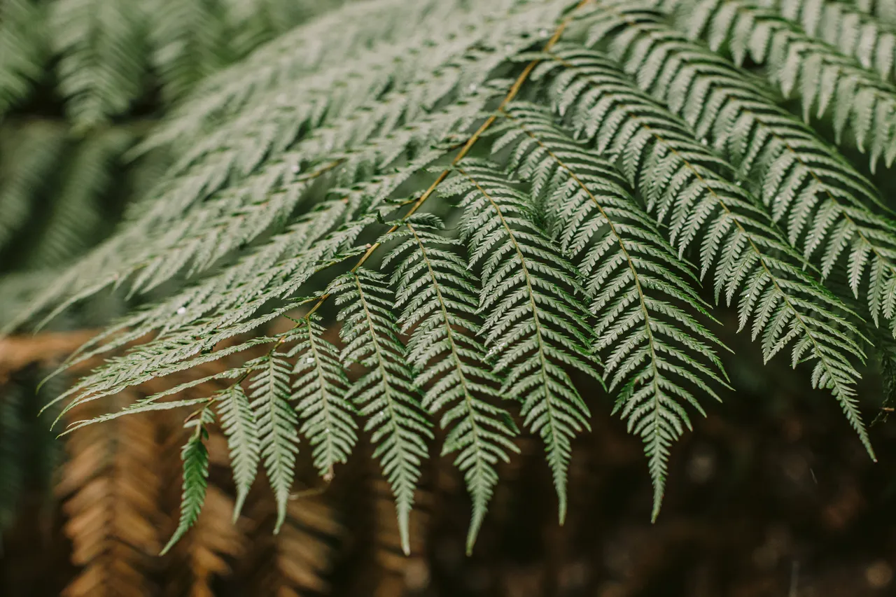 Fern Leaf