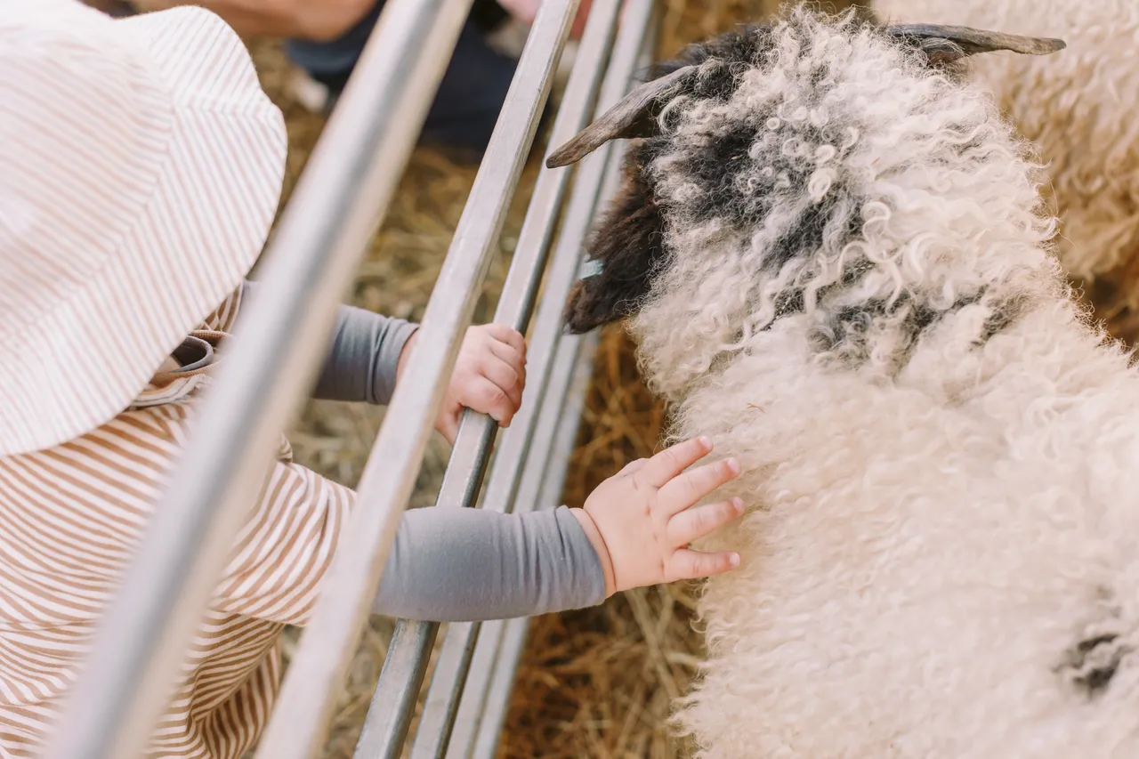 Patting Sheep