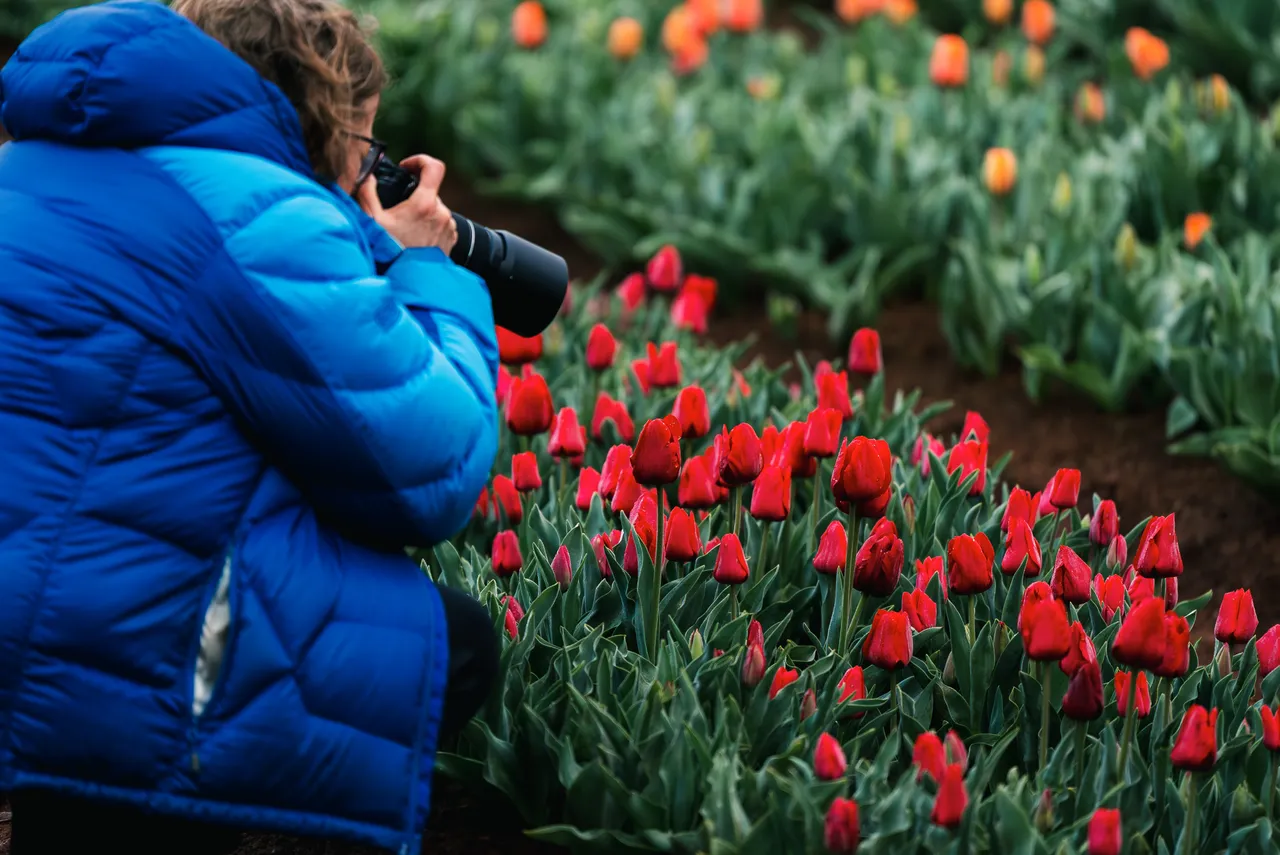 Taking Photos at Table Cape Tulip Farm