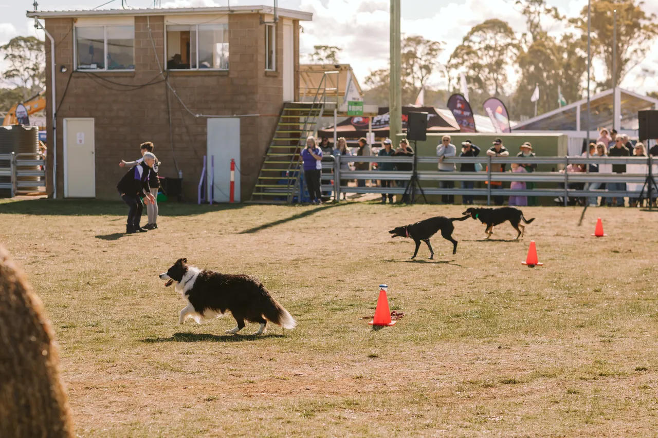 Dogs on Show at Agfest