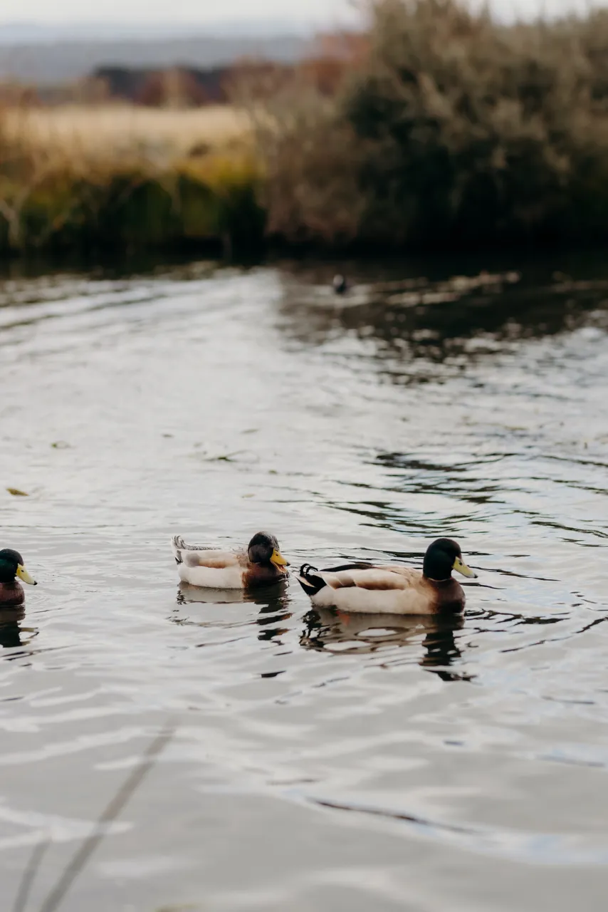 Duck