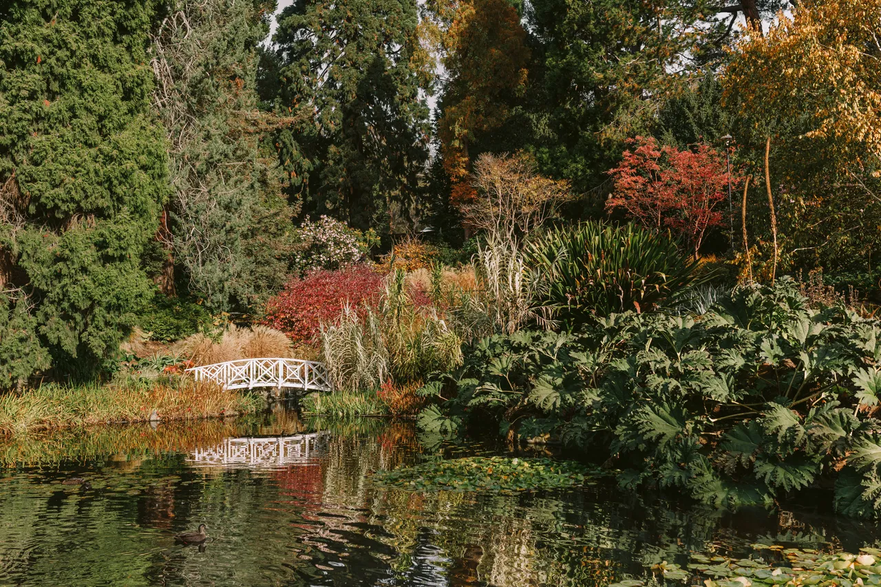 Pond at the Royal Tasmanian Botanical Gardens