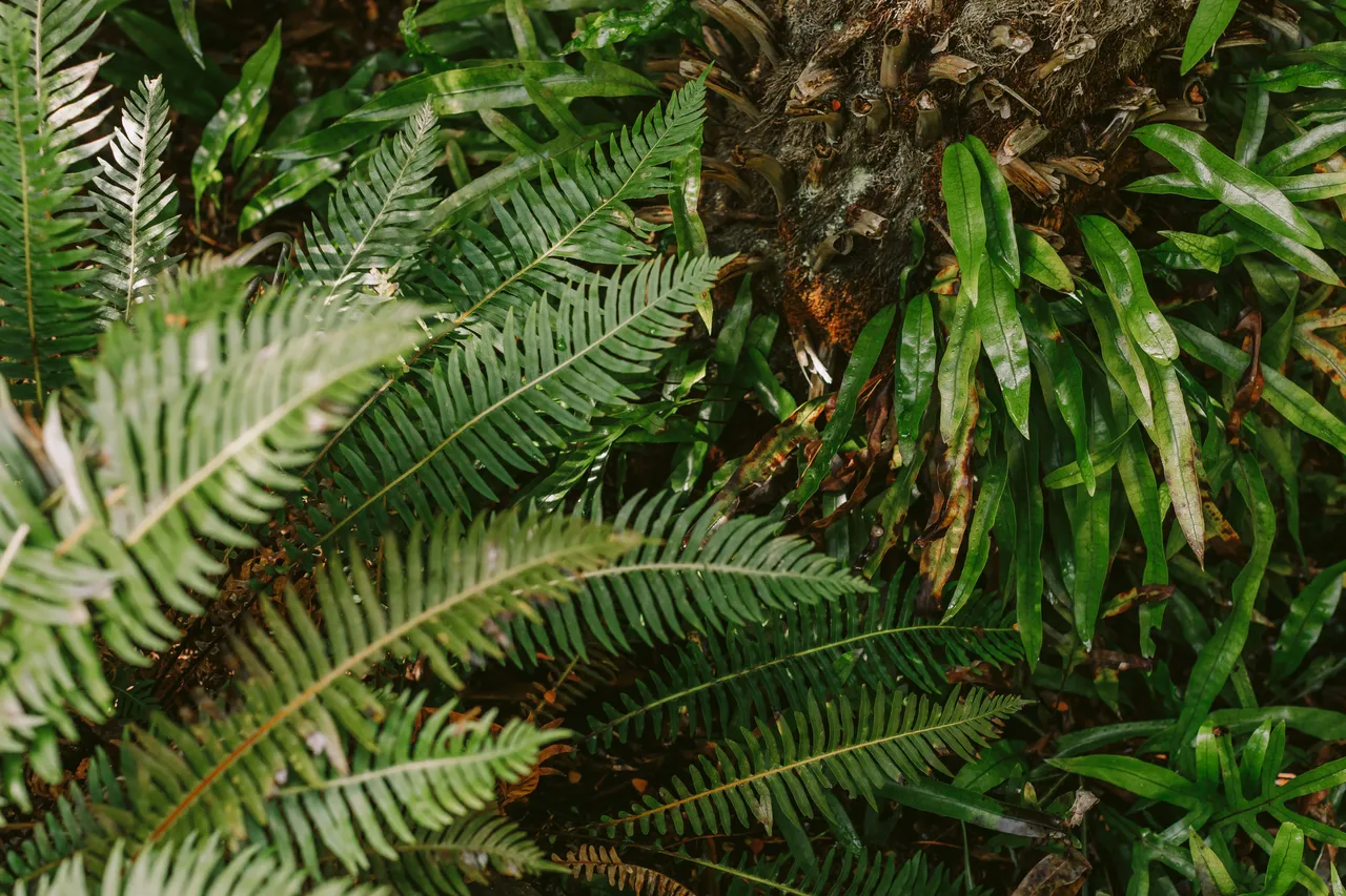 Foliage at the Royal Tasmanian Botanical Gardens