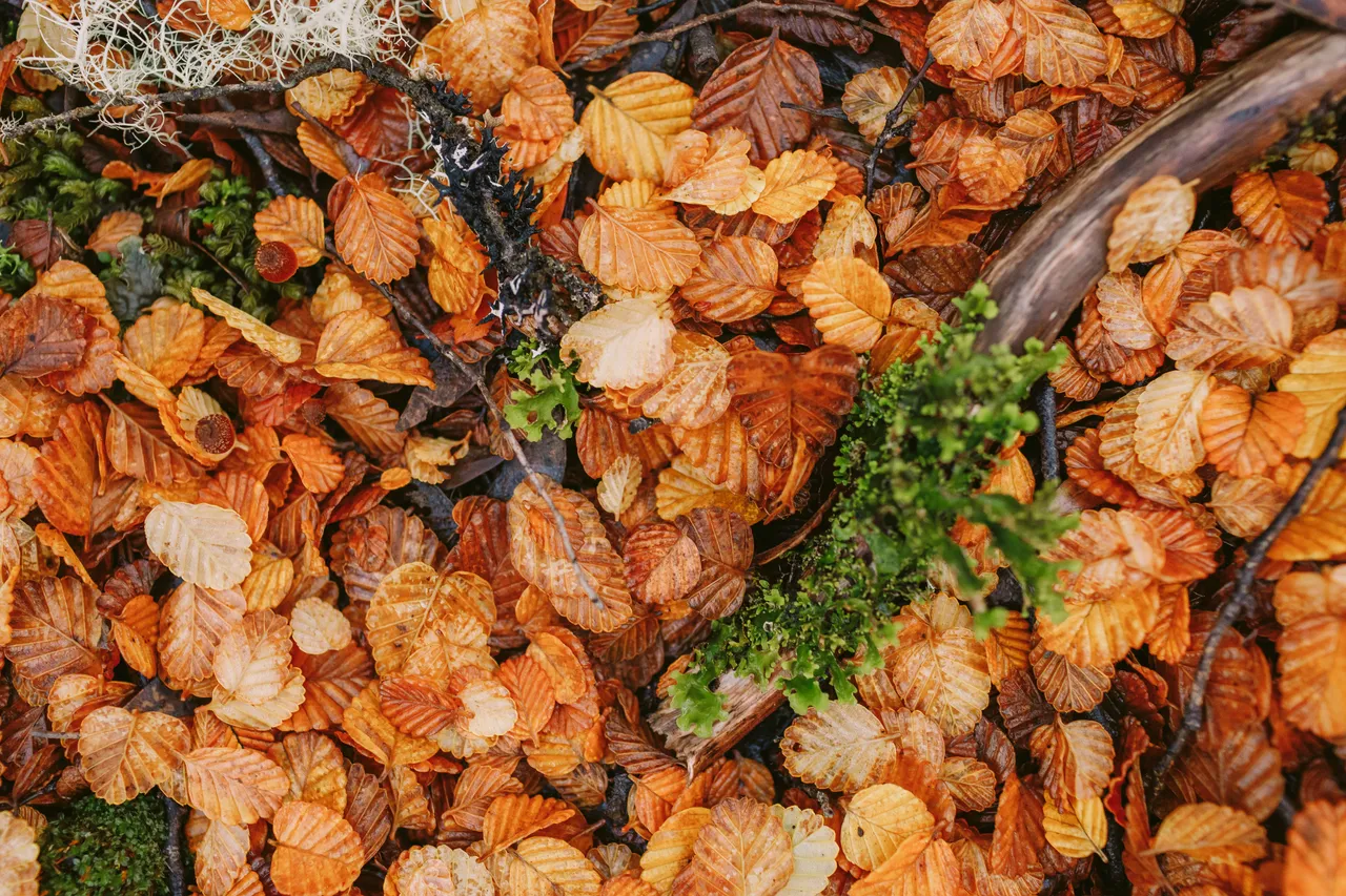 Orange Fagus on Ground