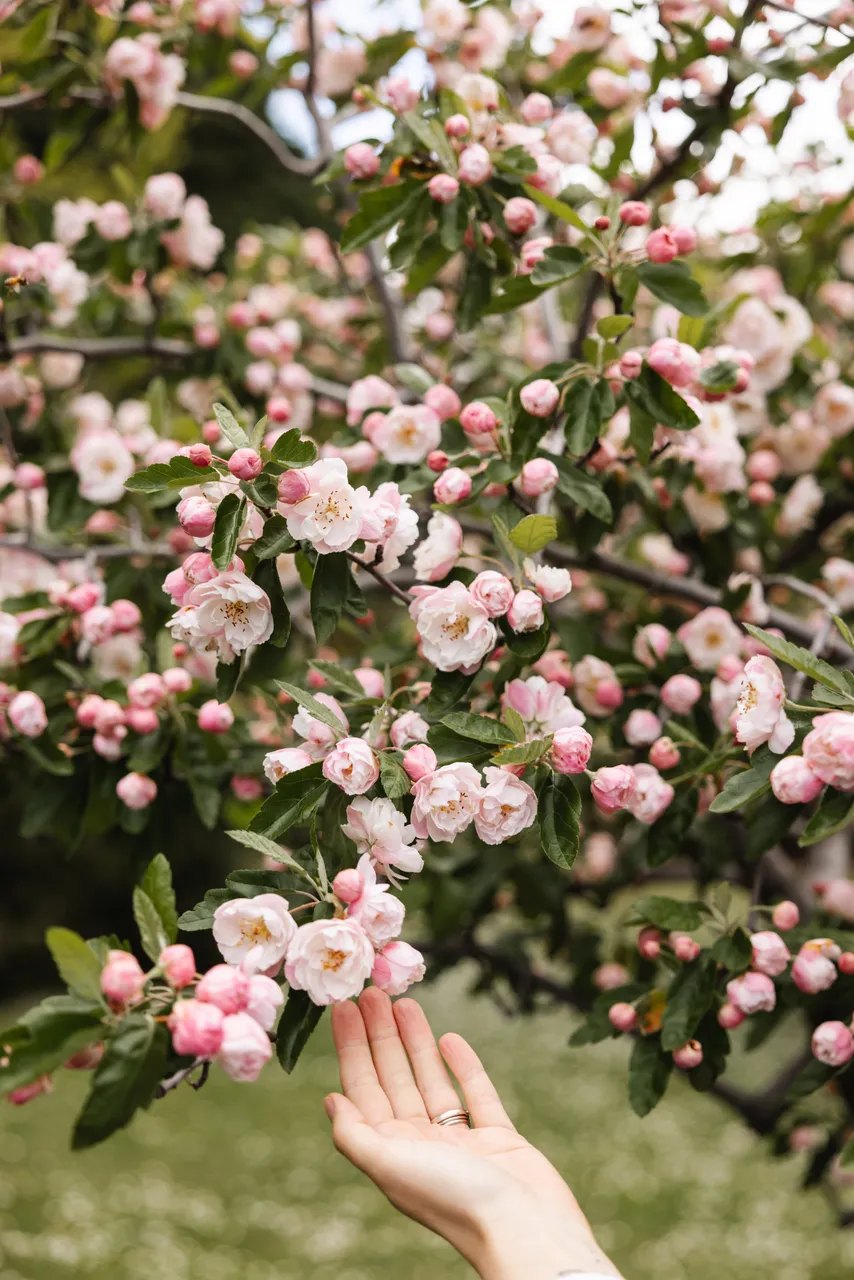 Pink Blossoms in Spring