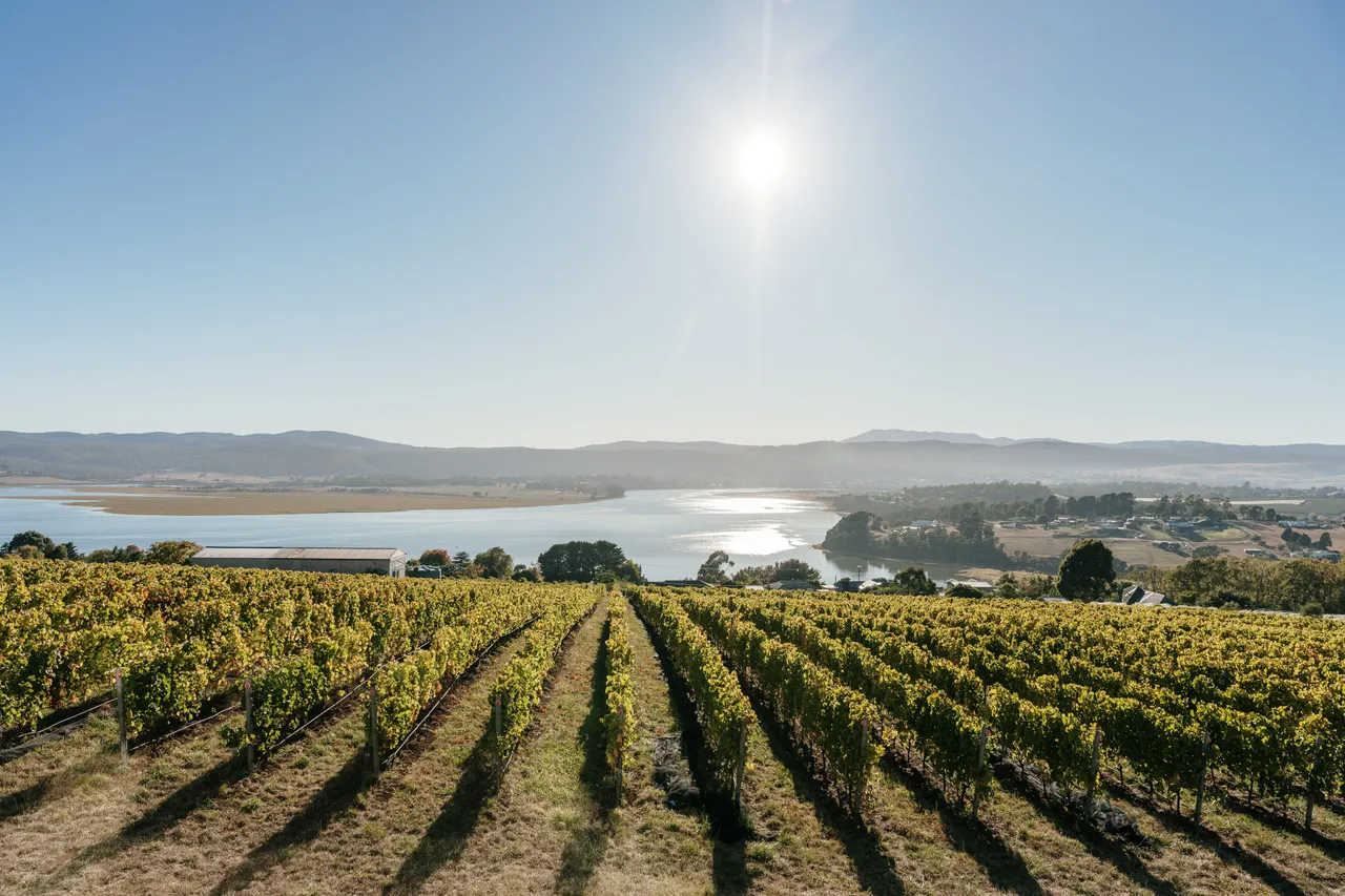 Vineyard at Utzinger Wines
