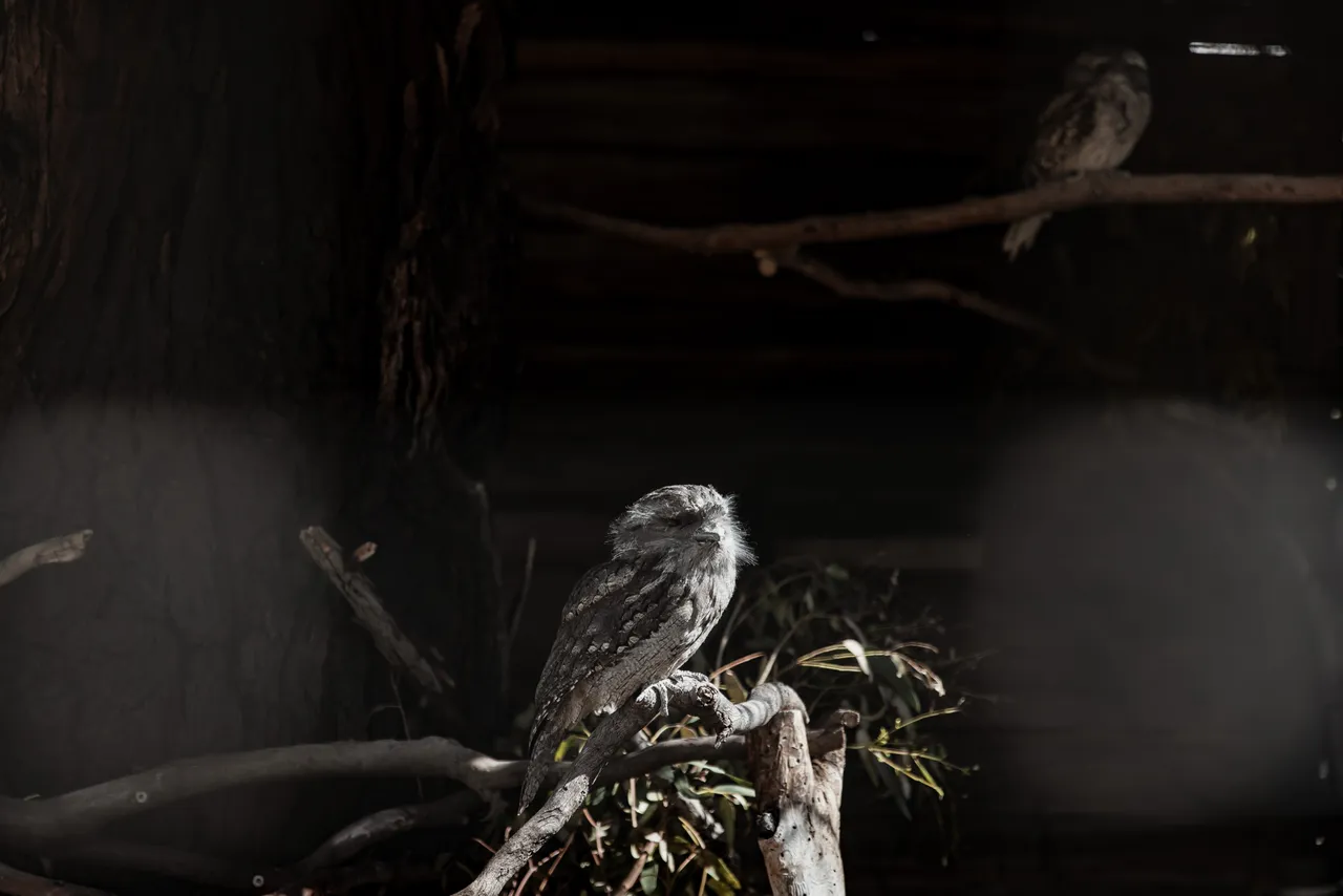 Tawny Frogmouth at Bonorong Wildlife Sanctuary