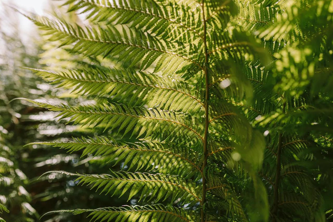 Fern Leaves