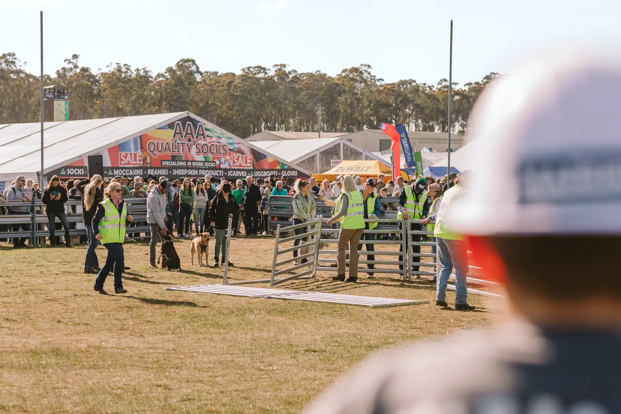 Fencing Setup at Agfest
