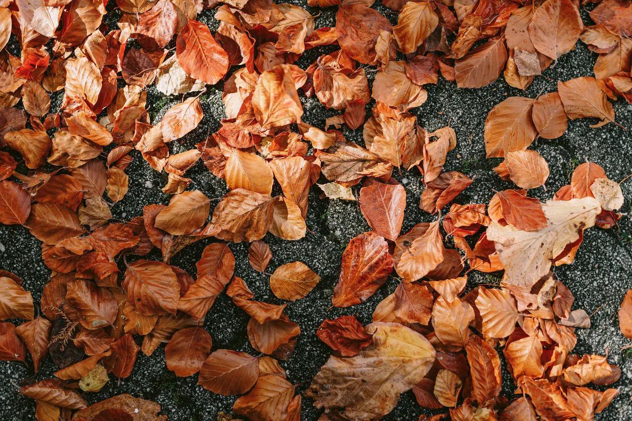 Autumn Leaves at the Royal Tasmanian Botanical Gardens