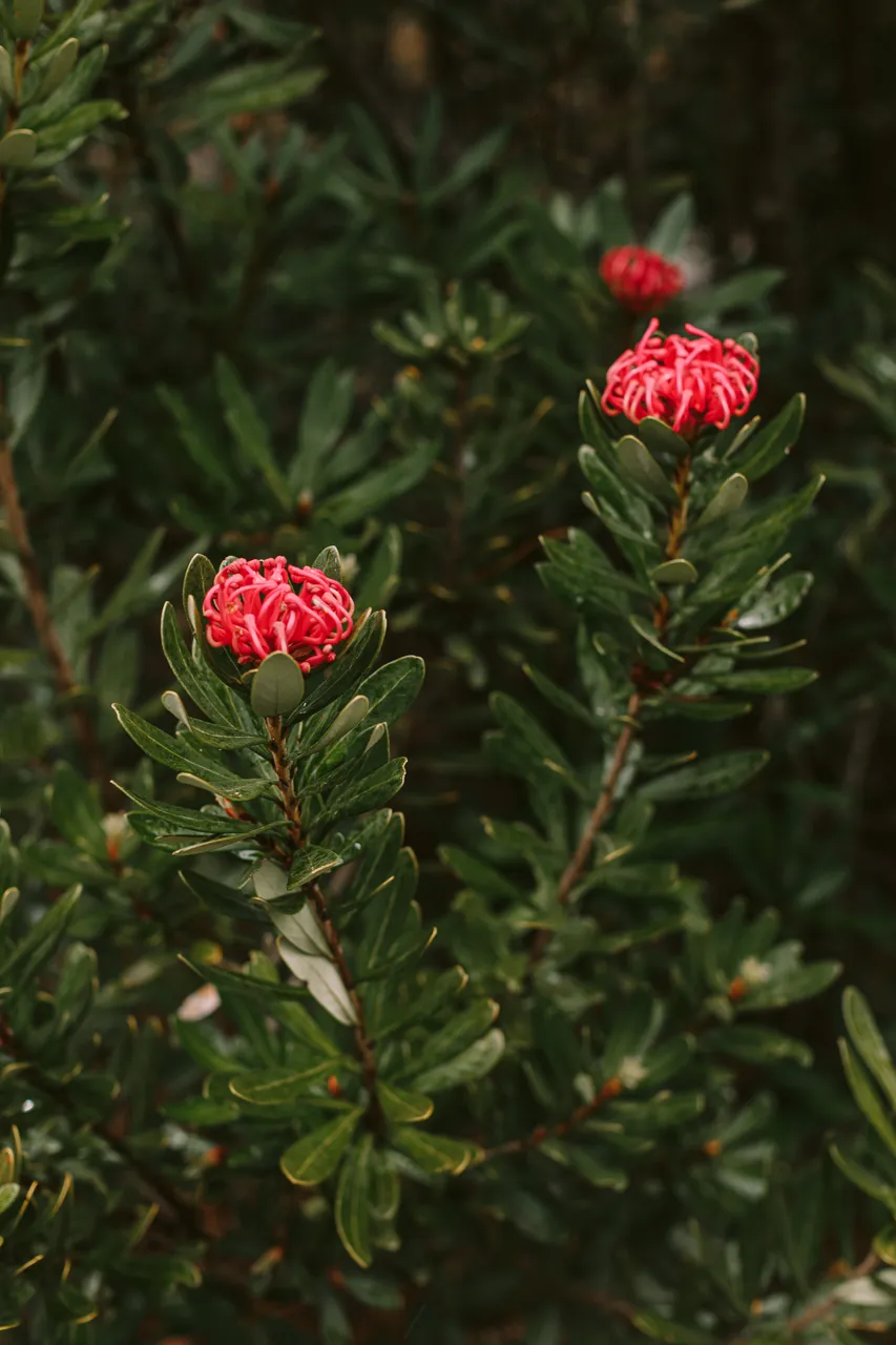 Tasmanian Waratah in Bloom