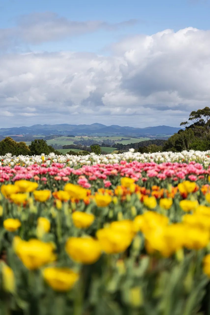 Table Cape Tulip Farm