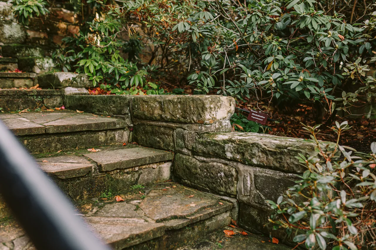 Stone Steps at the Royal Tasmanian Botanical Gardens