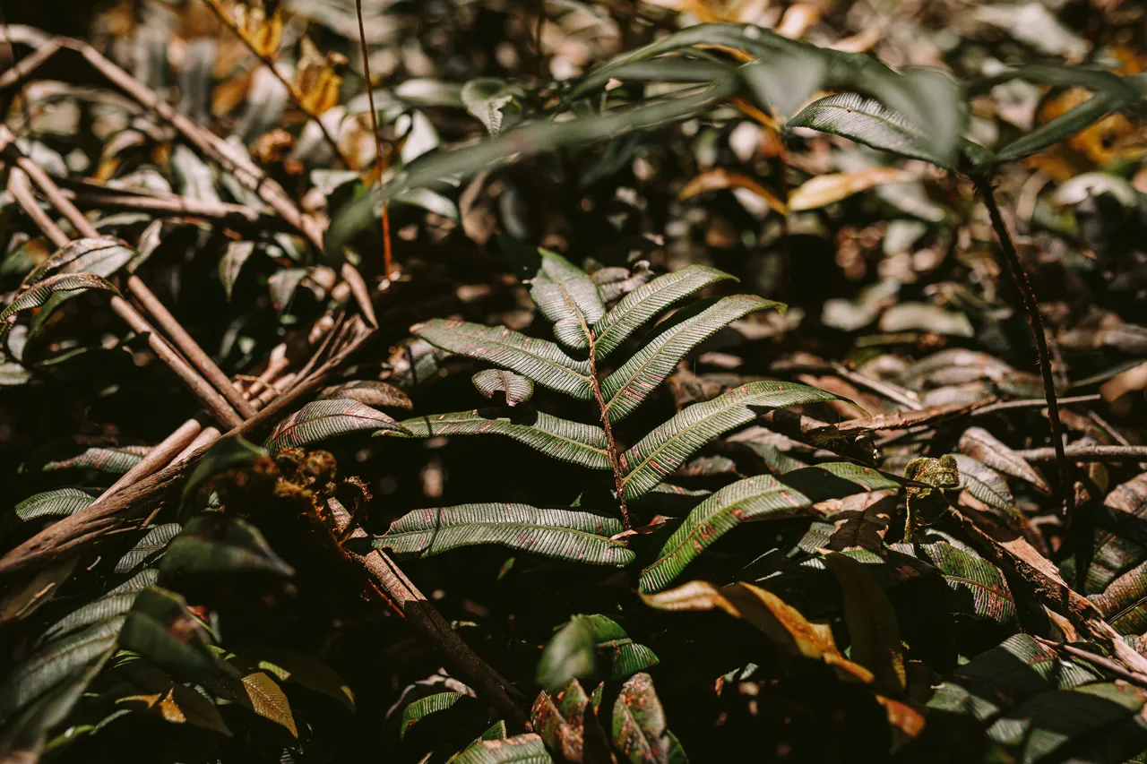 Foliage on Frenchmans Cap Track