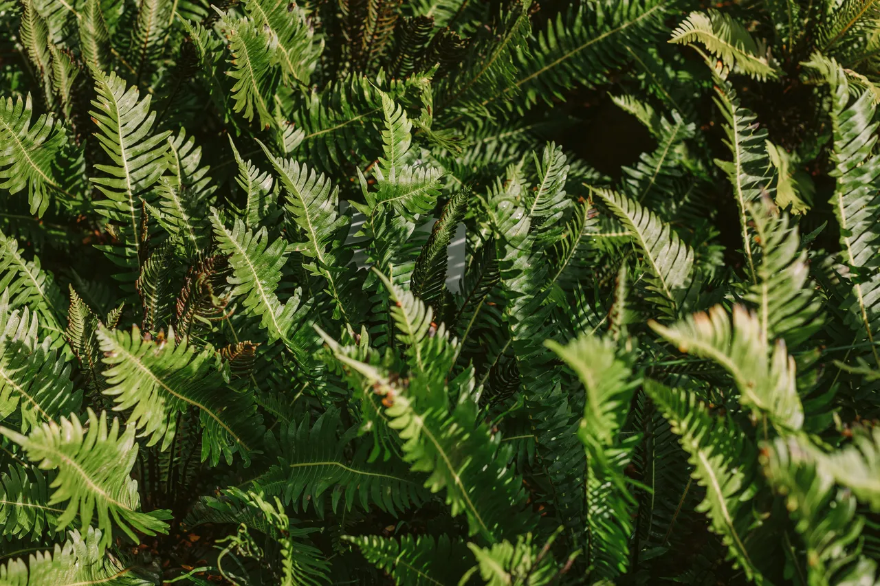 Foliage at the Royal Tasmanian Botanical Gardens