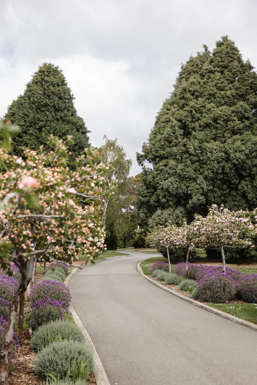Spring Blooms at the Royal Tasmanian Botanical Gardens