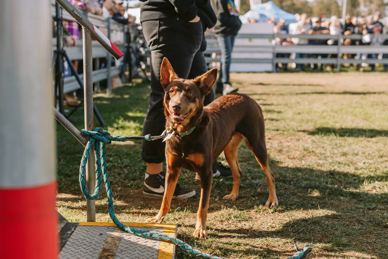 Dog at Agfest