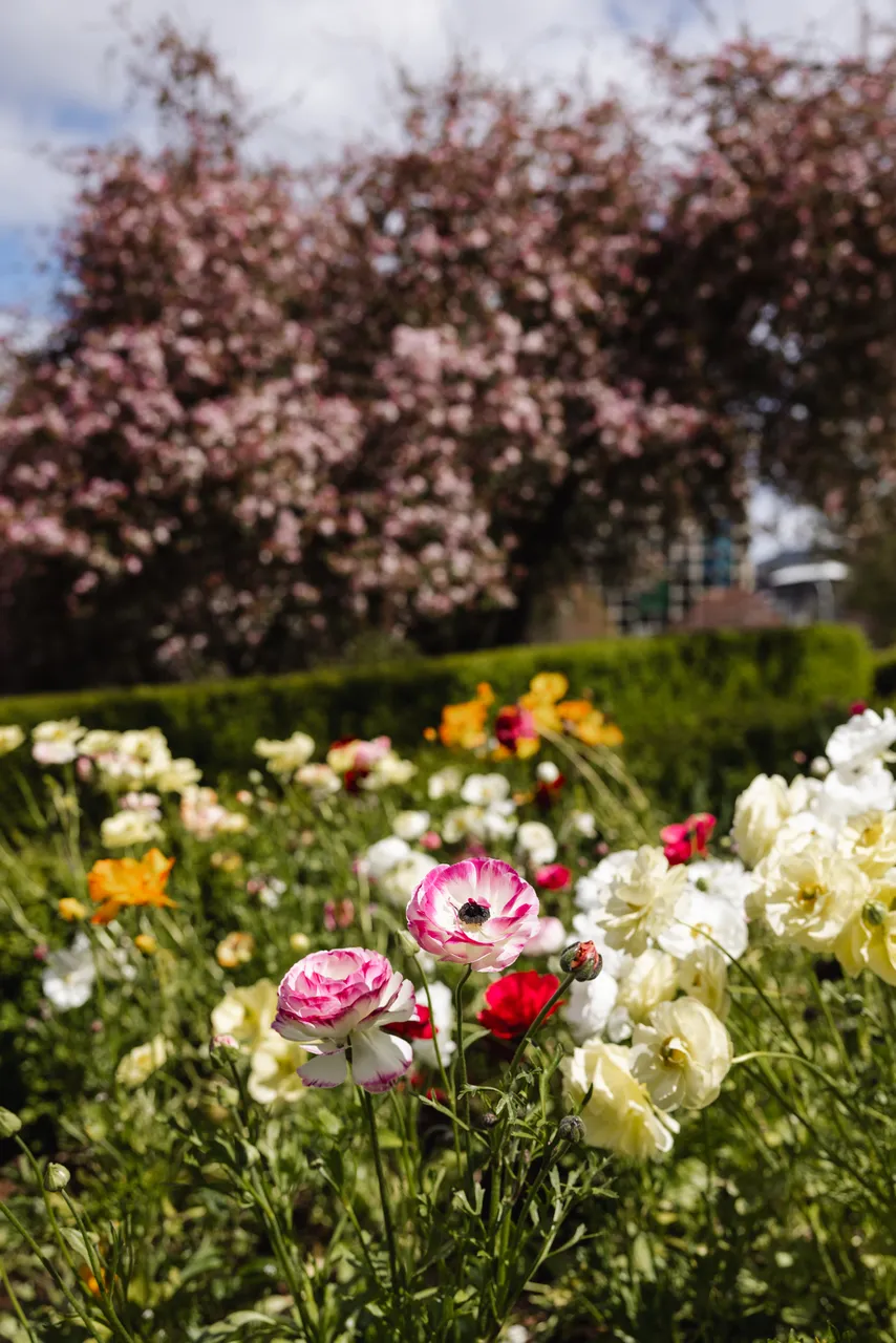 Spring Flowers in Bloom