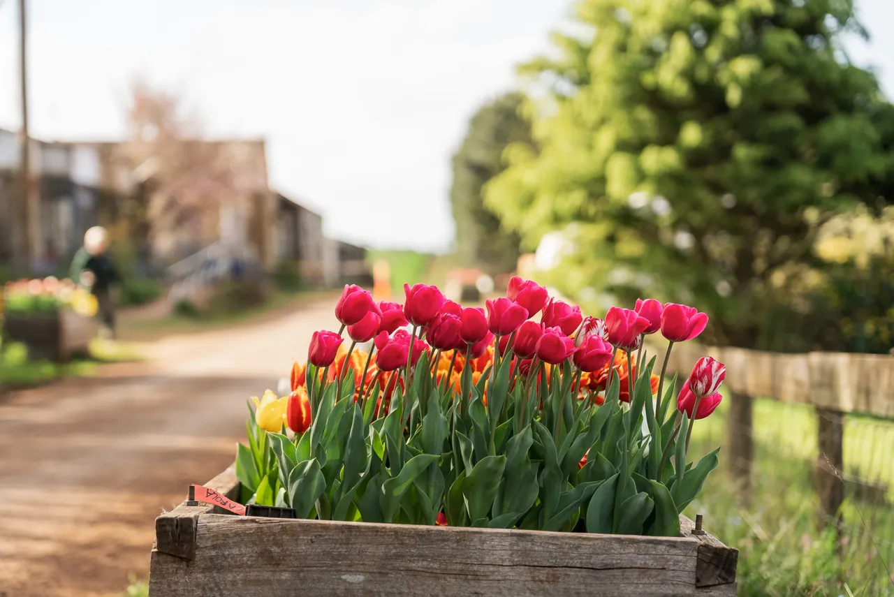 Tulips in a Planter Box