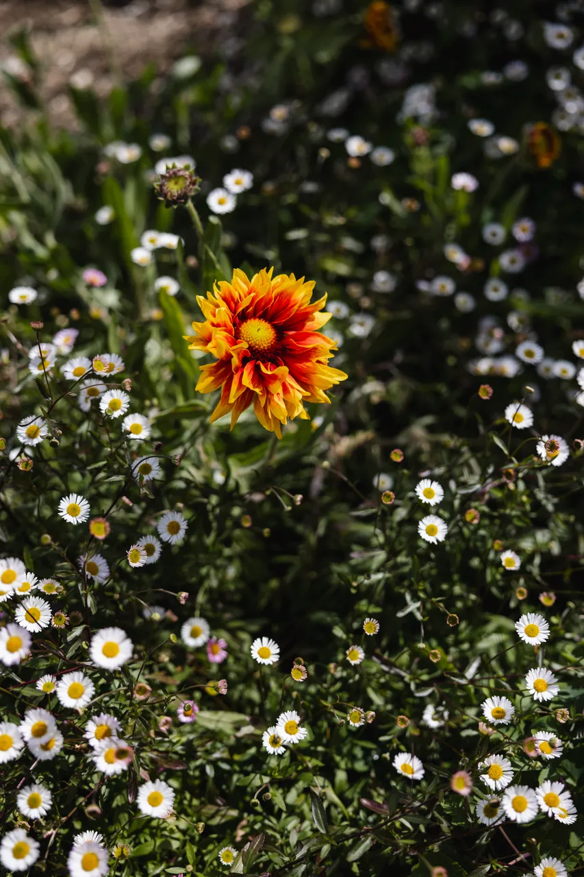 Spring Flowers in Bloom