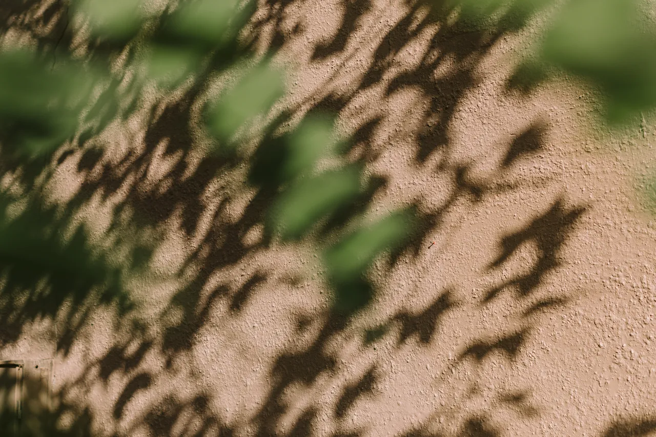 Leaf Shadows on Wall