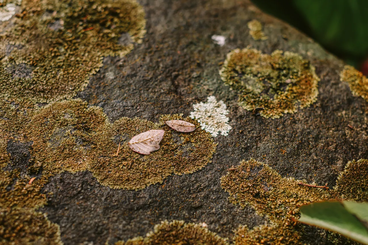 Moss at the Royal Tasmanian Botanical Gardens