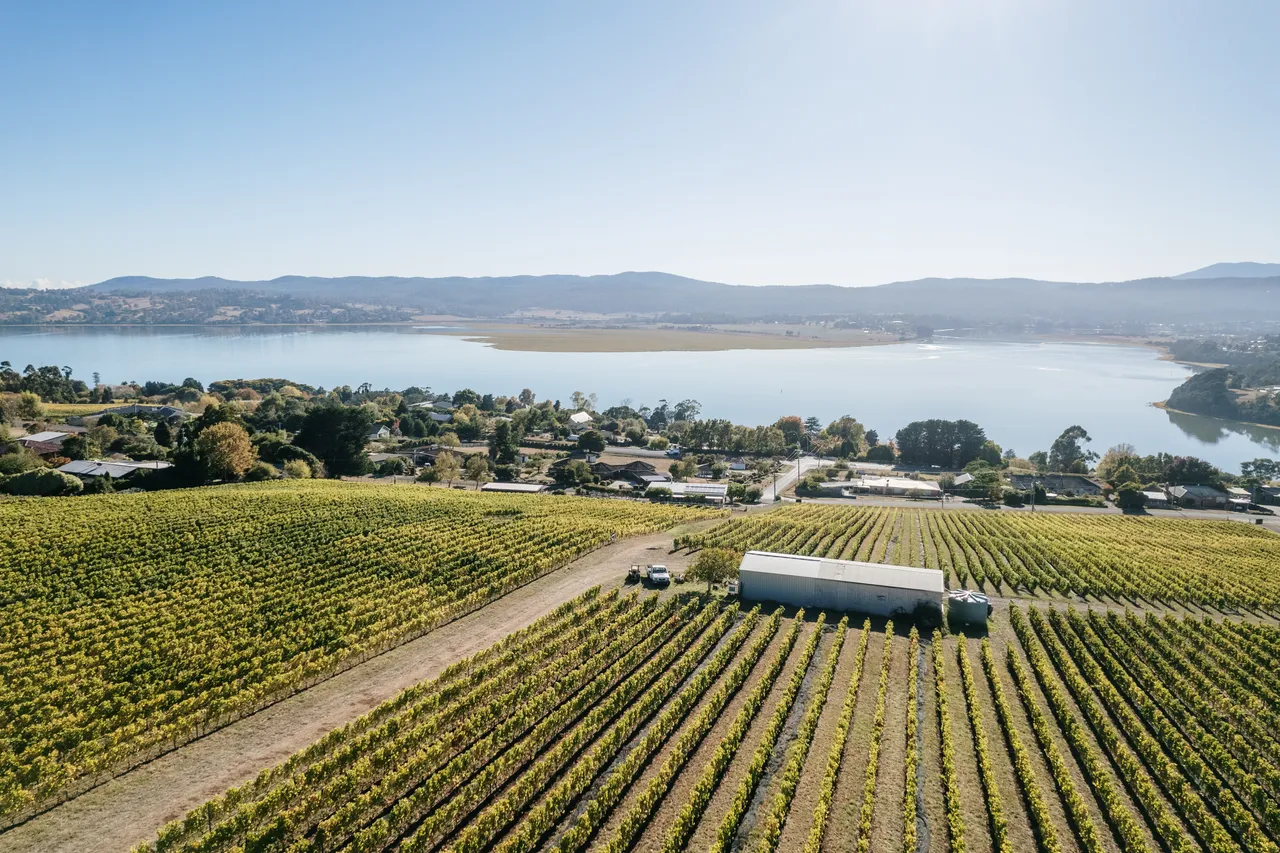 Vineyard at Utzinger Wines