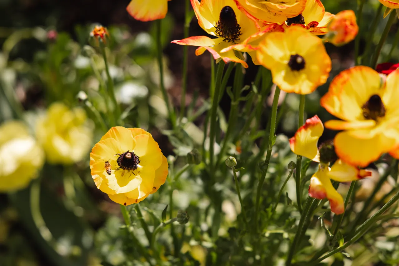 Spring Flowers in Bloom