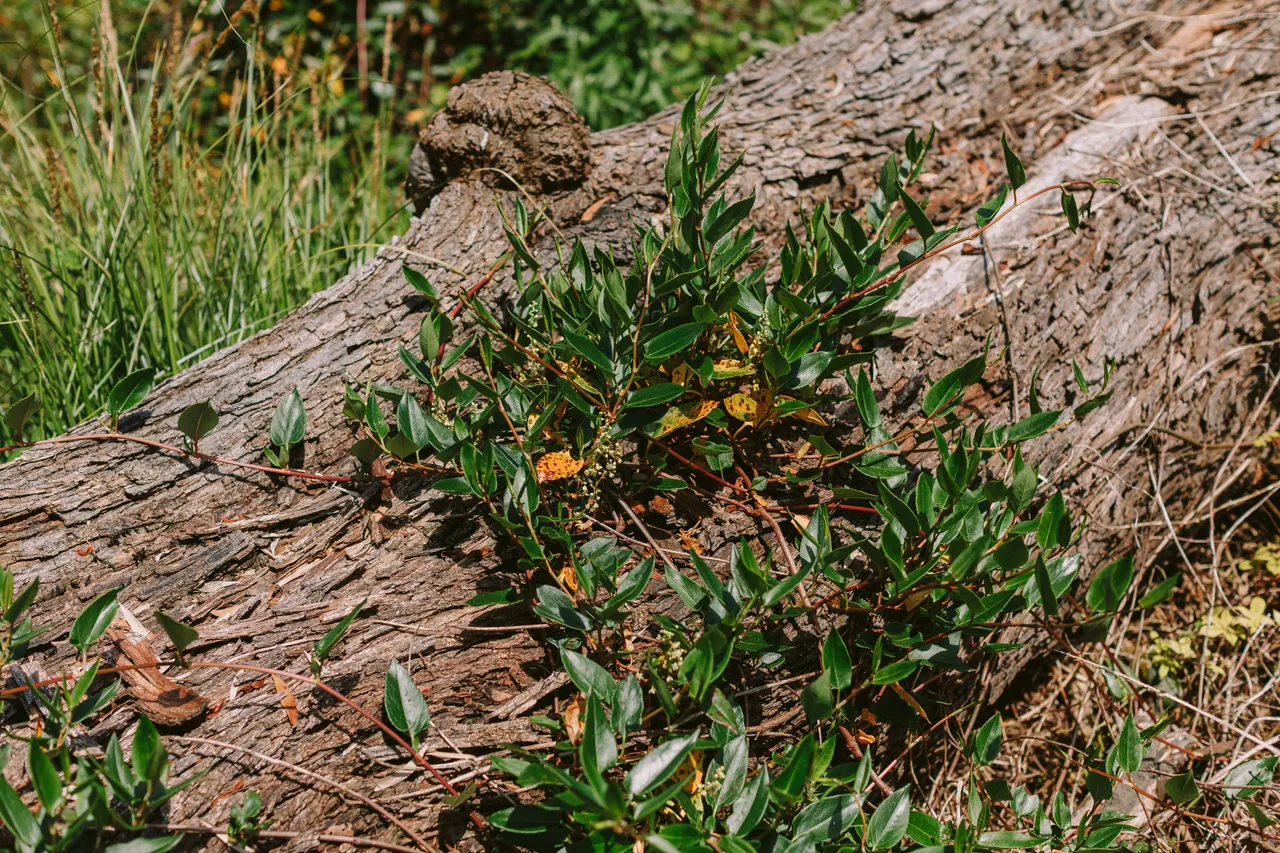 Shrubs on Sarah Island
