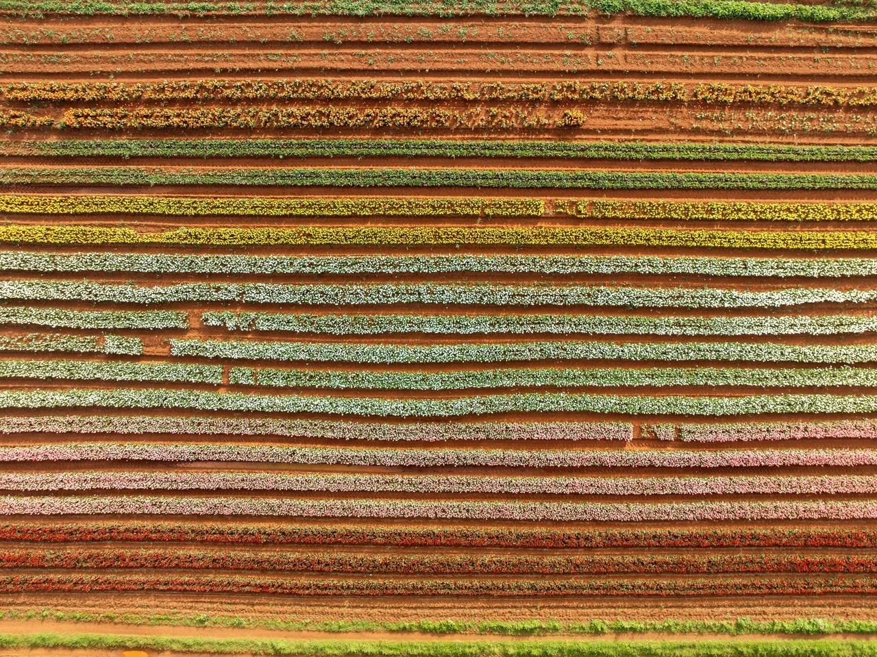 Table Cape Tulip Farm