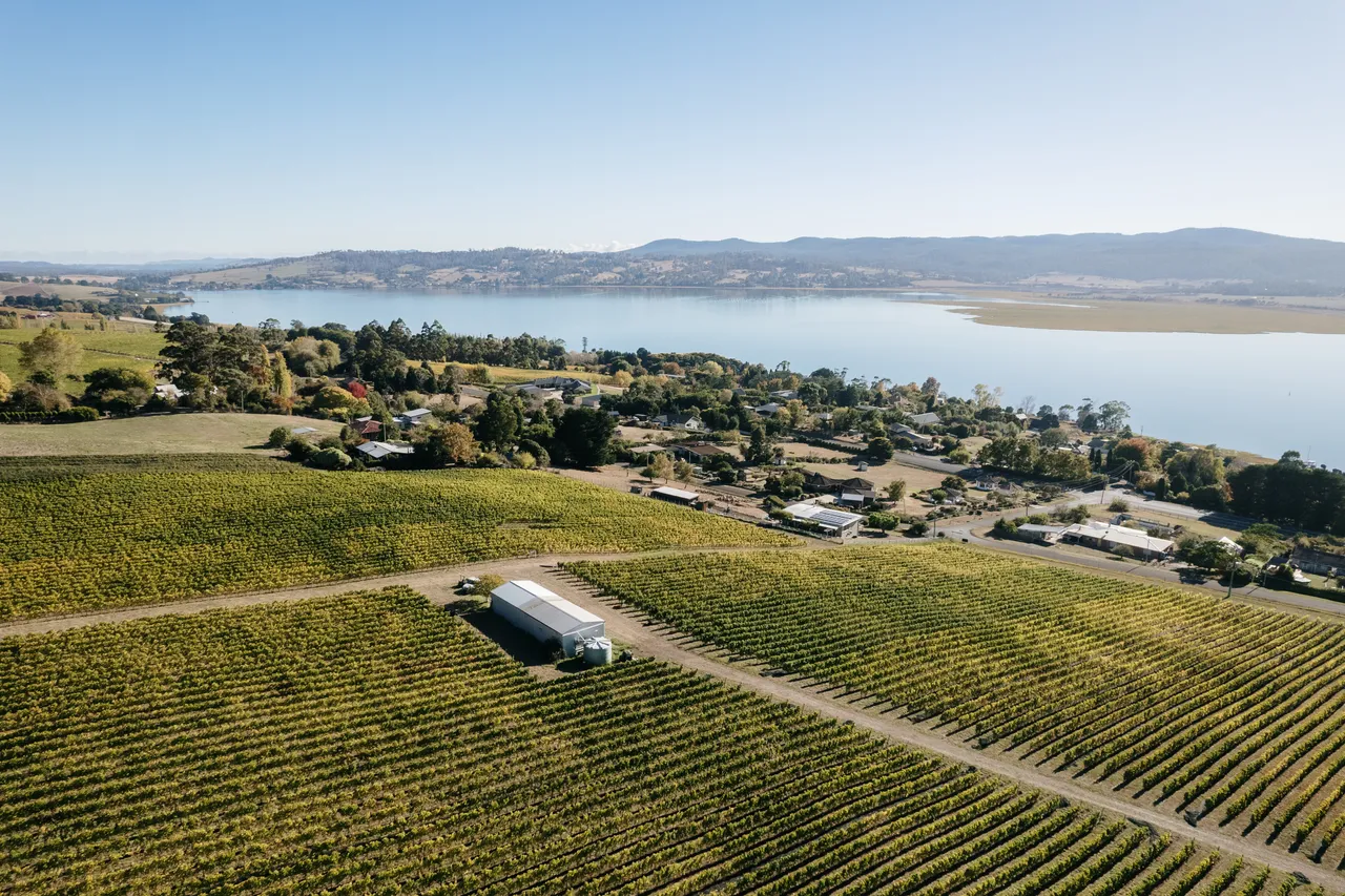 Vineyard at Utzinger Wines
